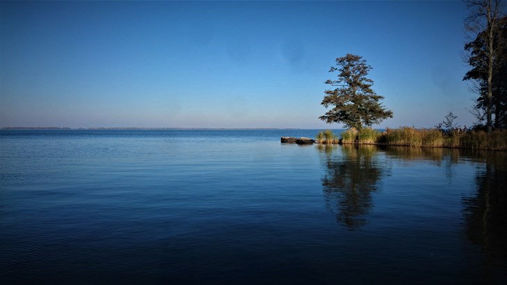 En liten udde med ett träd och vass sticker ut i sjön.