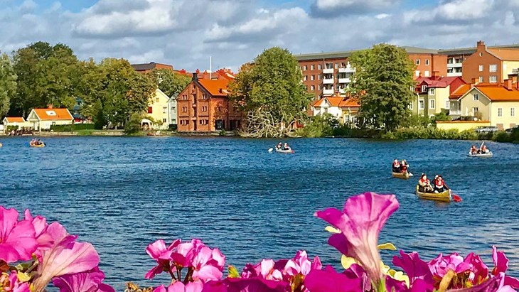 Rosa blommor i förgrunden. Flera kanoter i Eskilstunaån med byggnader  bakgrunden. Sommar, sol och grönska.
